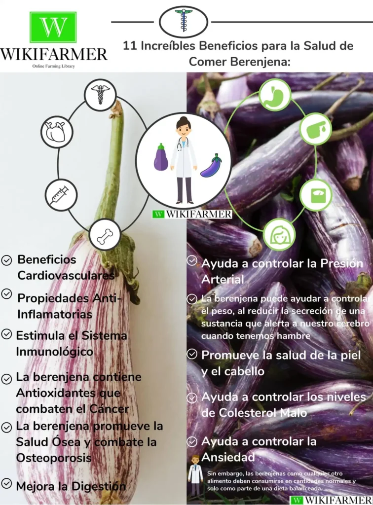 Beneficios Nutricionales de la Berenjena: Un Aliado para la Salud