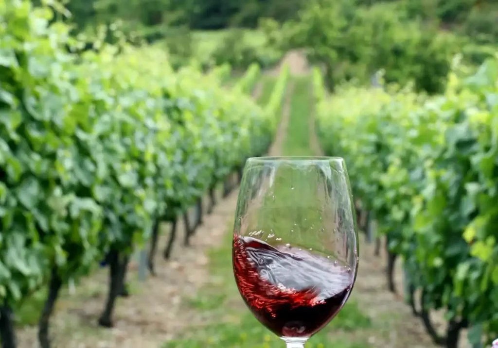 Descubre el Enoturismo en Asturias: Un Viaje a la Tierra del Vino de Cangas