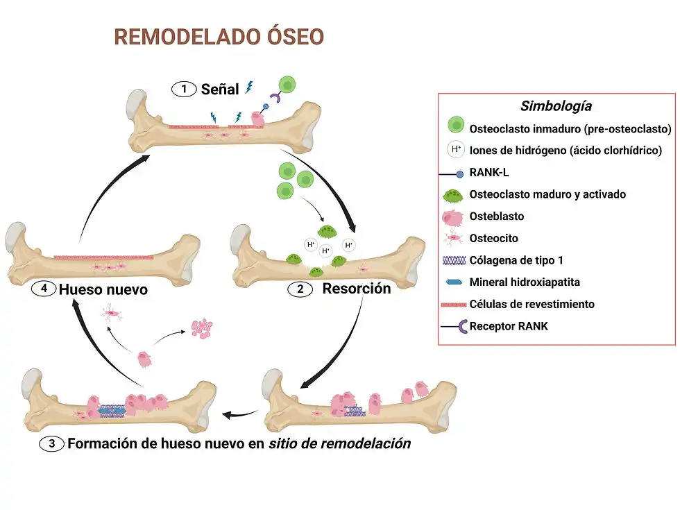 La Renovación Ósea: Un Proceso Vital para la Salud Humana